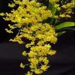 Oncidium Twinkle Yellow-Flowering Size
